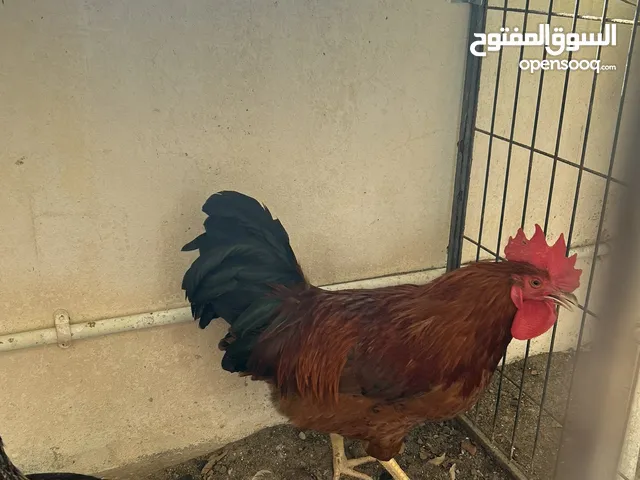 ديايه فرنسيه