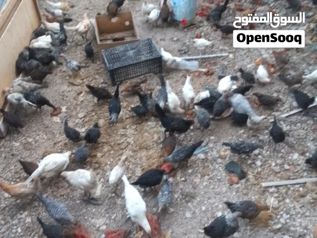 فراخ عمر من شهر ونص ل 3 شهور ونص