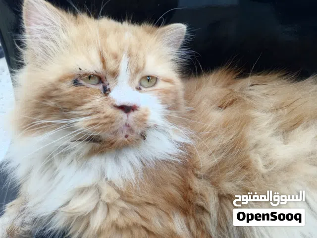 قطت شيرازي
