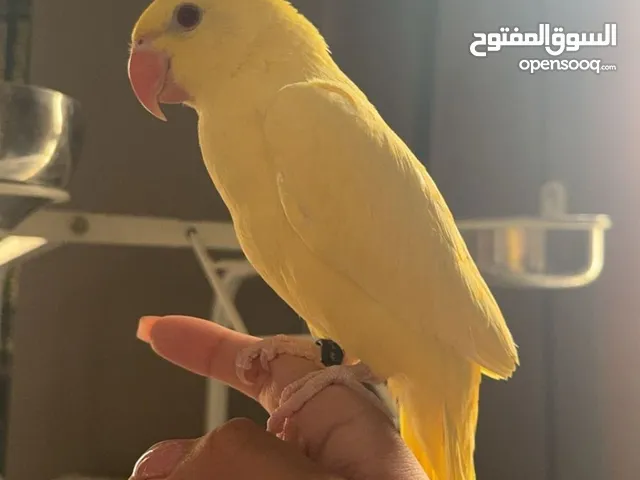 Yellow Ringneck Friendly Parrot