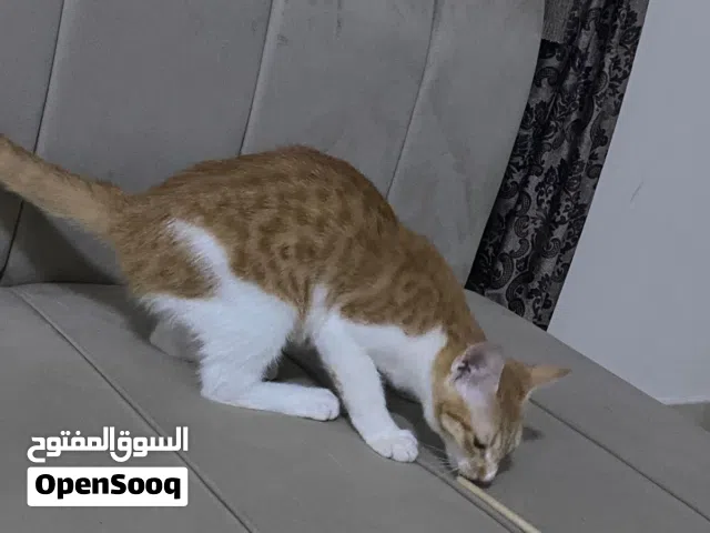 cat for adoption