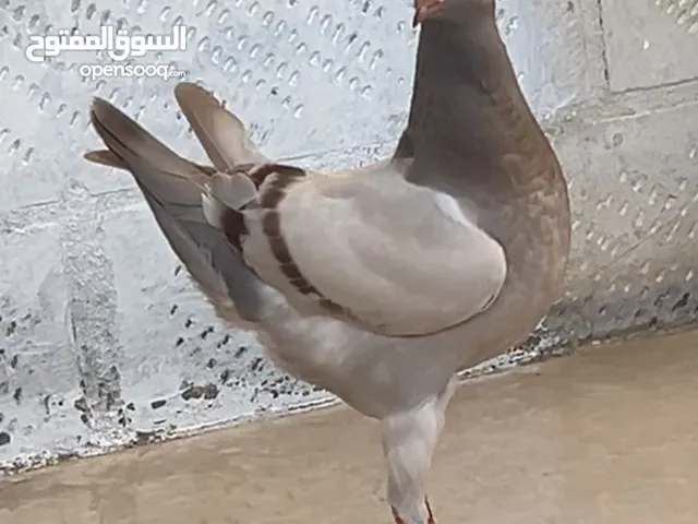 فرخين مدنسرات خارقات مطلوب 35