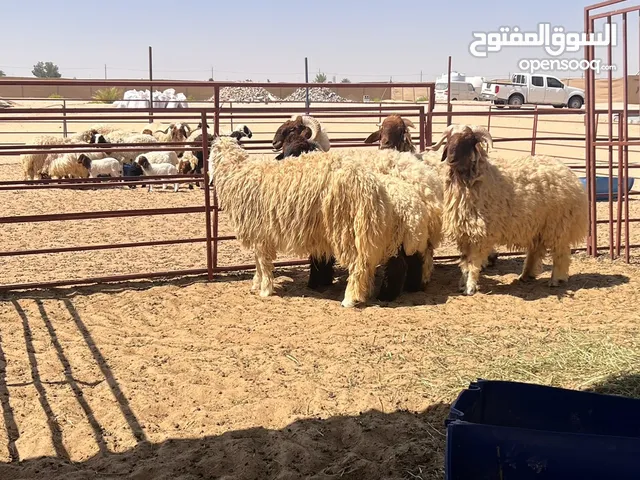 خرفان نعيمي