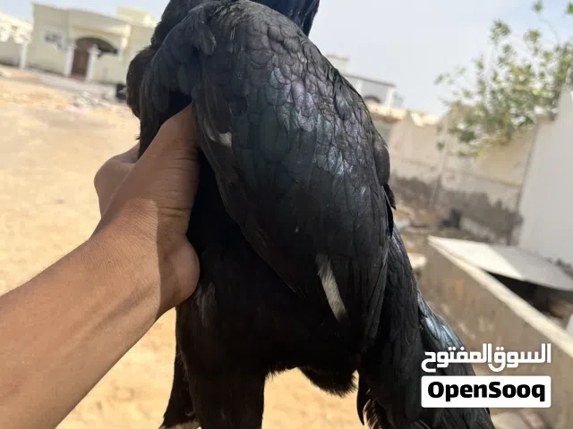 دجاجة سنديه كراس تايلندي