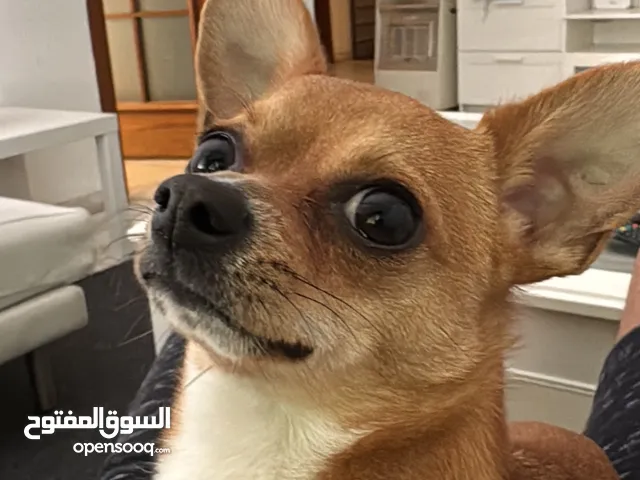 تشواوا ذكر Chihuahua male 10 months