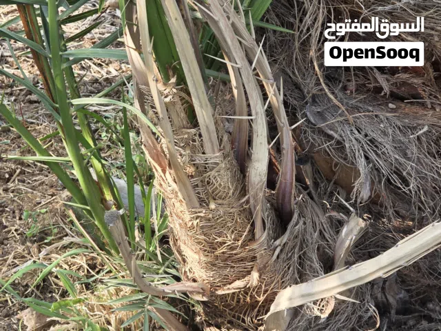 فسل خلاص وفرض ومعان وخصاب حجم طيب وسعر مناسب