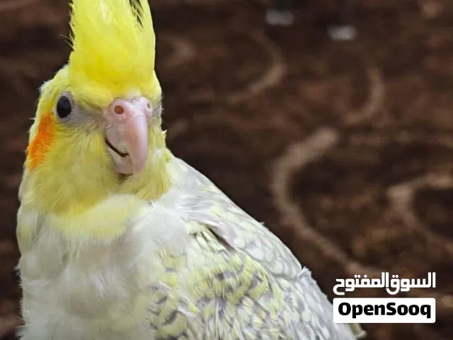 ببغاء كوكتيل
