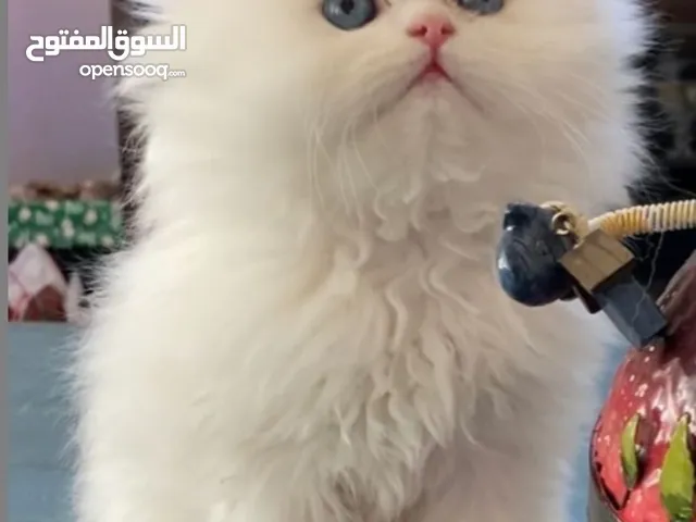 cat white 45 day