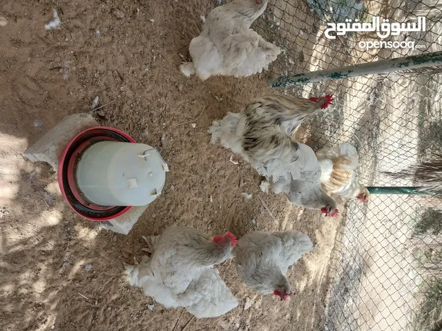 دجاج الكوشن