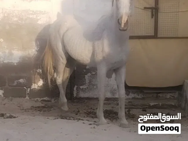 فرس مهجنه للبيع