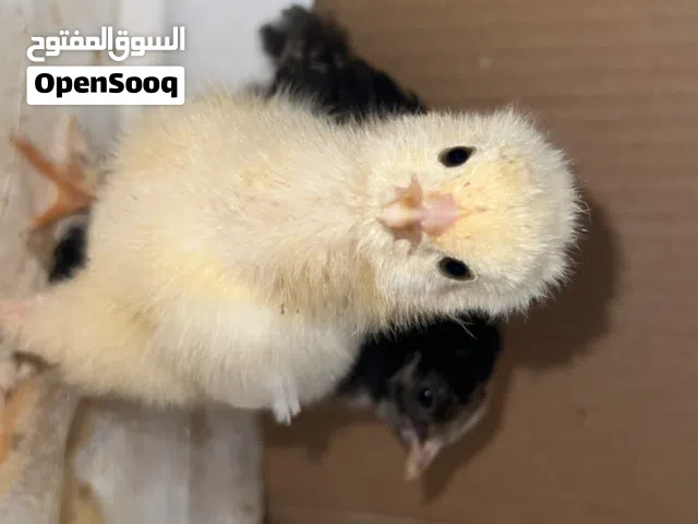كتاكيت (فلاليس) دجاج العمر 1شهر (30 يوم) صحه ممتازه جدا تبارك الرحمان متوفر بي لونين اصفر ورصاصي