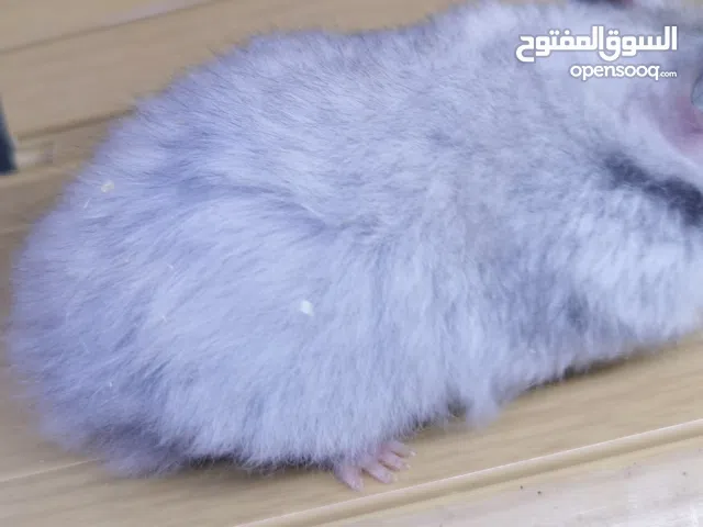 هامستر روسي وسوري للبيع