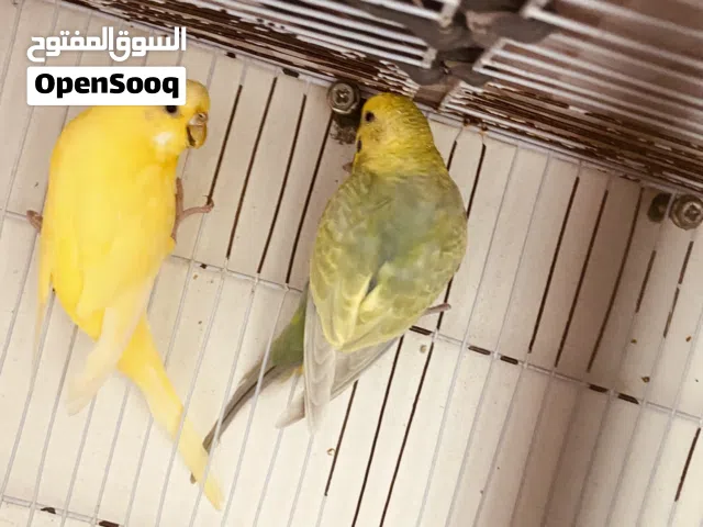 جوز بقلينو دكر رينبو انتى فاكتر صفره عين سوده متوفر ريش مصراته بي جنب جزيره قراره