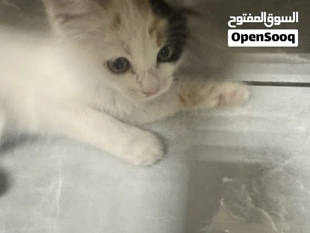 قط صغير للتبني