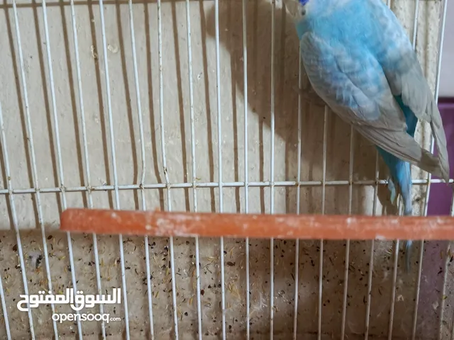 متاح طيره فول سكاي