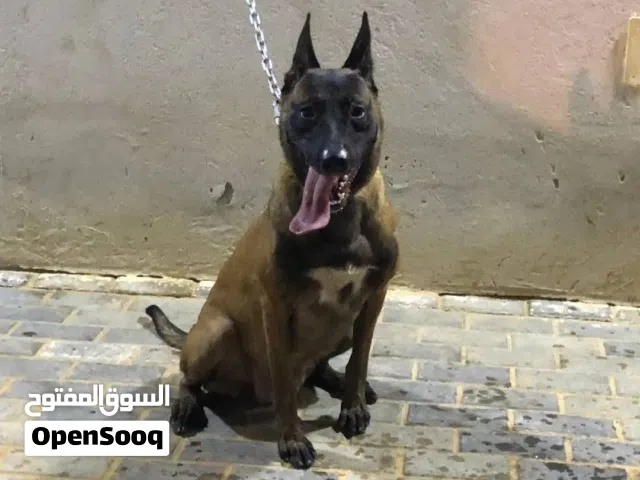 كلاب بيتبول 900البيع ظروف