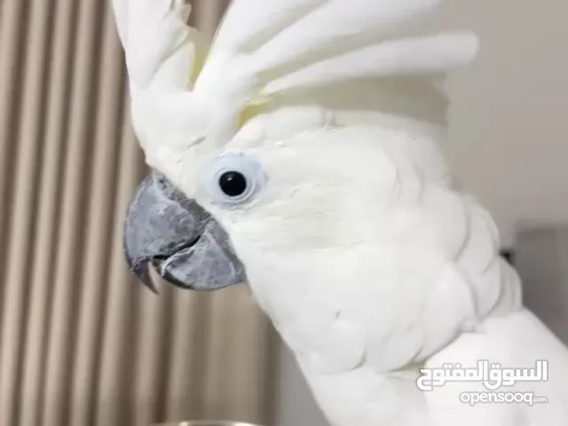 كوكاتو امبريلا