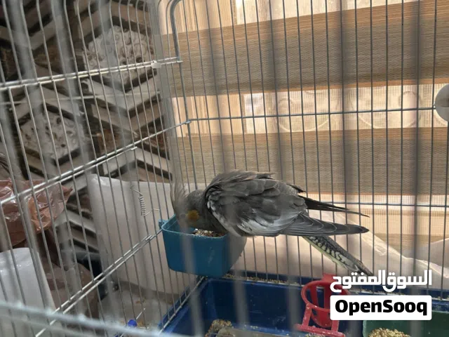 فرخ كوكتيل حبشي العمر شهرين ونص صحه ونظافه ميه ميه