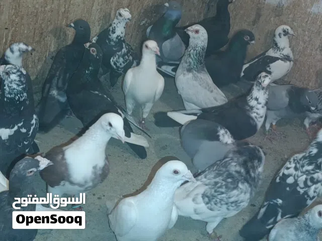 متاح غرفه  انتاج زواجل ومراسليات اغلبها  جواز تحضين  سلاله قويه ومختمات