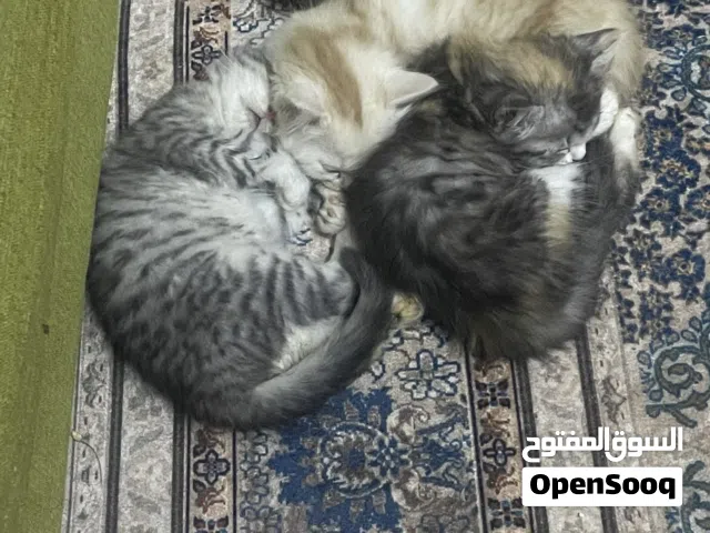 قطط خمسه للبيع