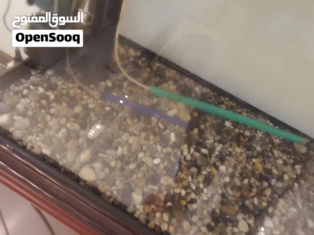 حوض سمك جميل