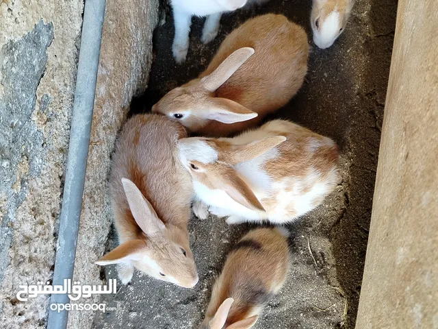 البيع ارانب