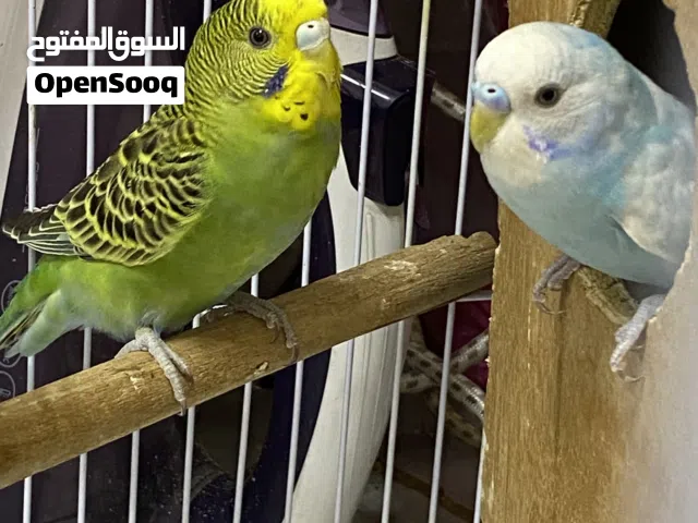 زوج بادجی للبیع فقد