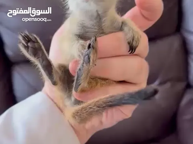 Meerkat