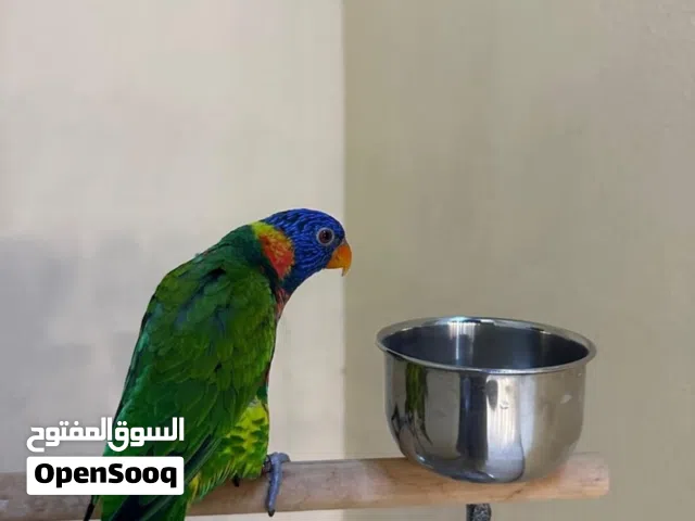ببغاء لوري ذكر أليف