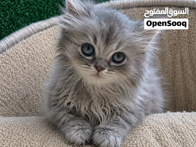 شيرازي أنثى العمر شهرين