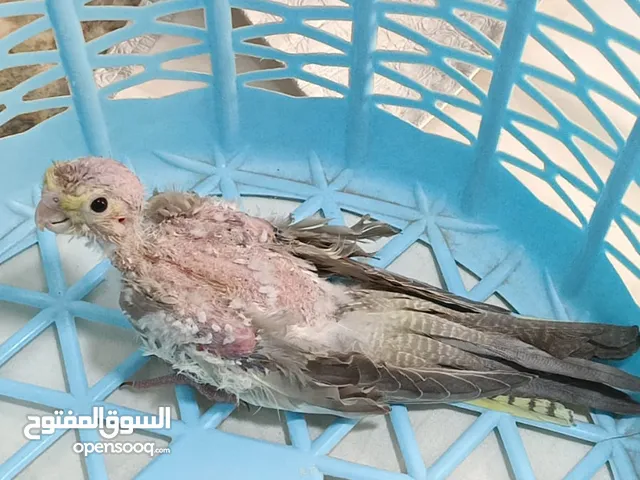 افراخ كوكتيل للبيع
