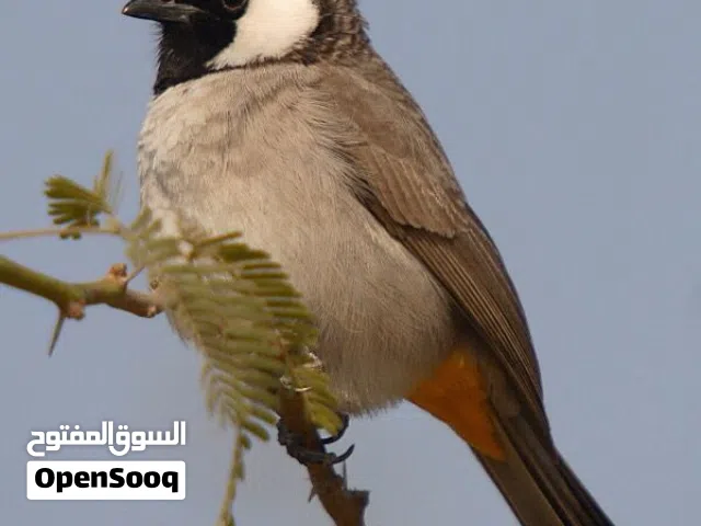 متاح بلبول بصراوي أقره الوصف