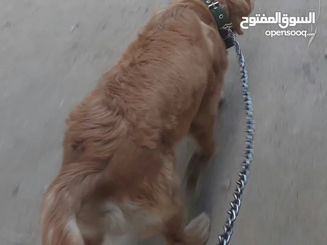 ذكر جولدن 6 شهور