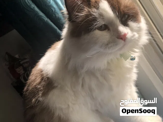 قط ذكر  شيرازي