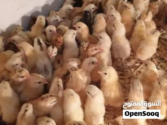 صيصان تهجين عماني فرنسي للبيع