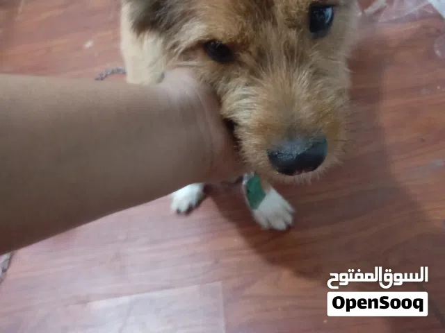 كلب مرج ولعوب وجاهز للمتزوج وانجاب نسل لا يفوتك