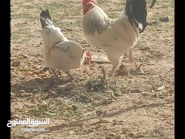 بيض دجاج سايكوس للبيع