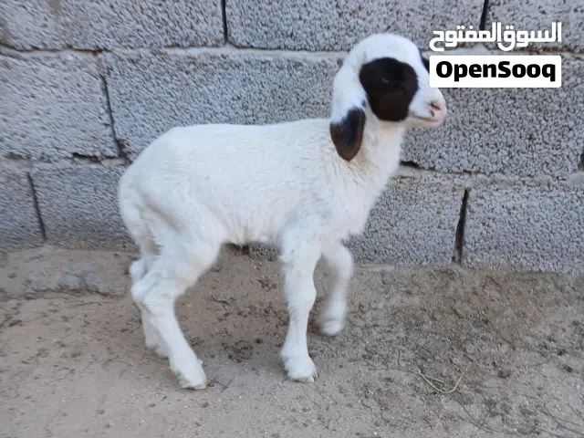 حولي ناكوع صحيح ناشط