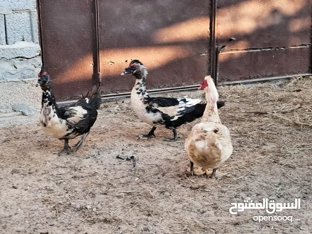 5 ذكور بط عربي..... مصراتة