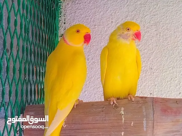 Parrots for sale in fujaiarah