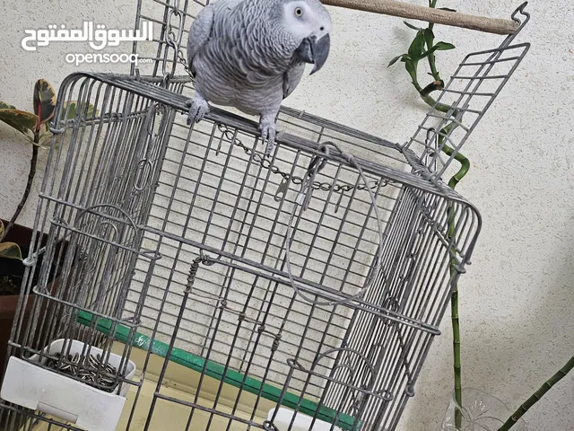 للبيع ببغاء كاسكو افريقي ( جامبو ) متكلم