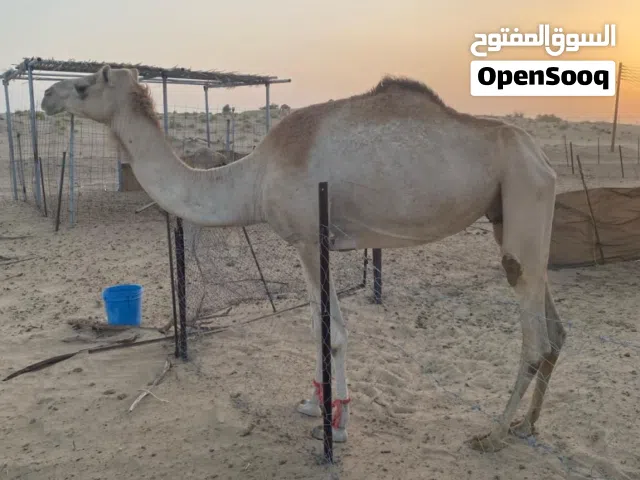 ناقة مدني من سلالة طيبة