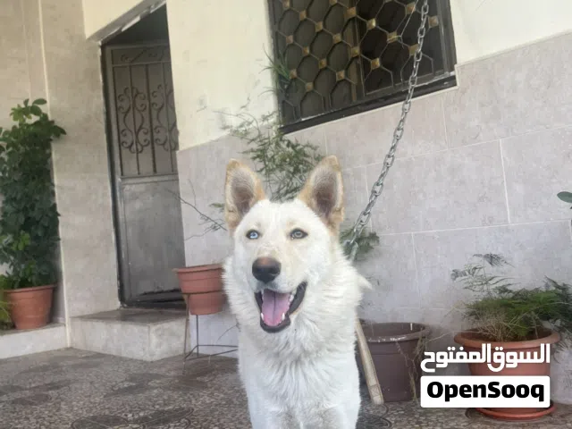 هاسكي للبيع السعر نار لحق