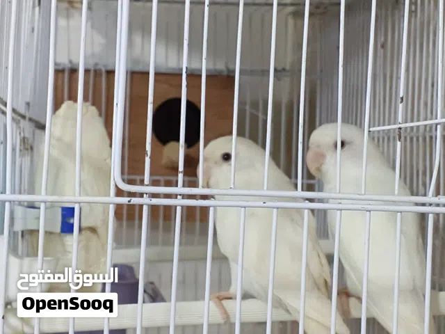 كوبيا روز البينو