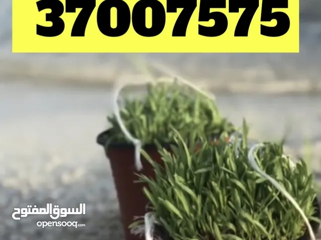 حية بية للحجز والتوصيل