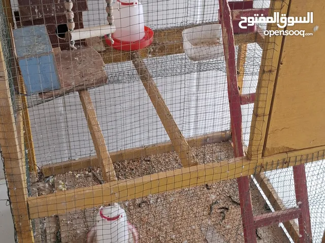 عندي طيور حب 2 مع قفص وجميع الغراض موجوده بيه