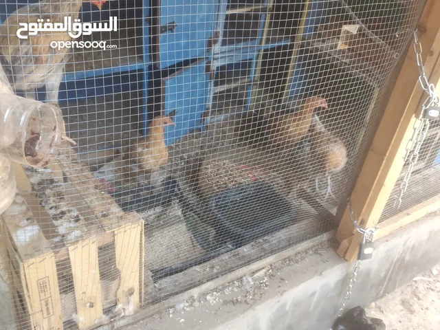 دجاج عدد اربع للبيع واحد ذكر وثلاث أنثى
