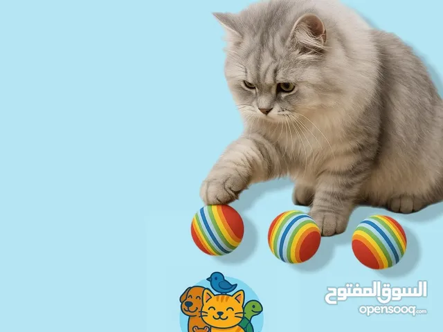RexPets – متجر إلكتروني لمستلزمات الحيوانات الأليفة في الكويت