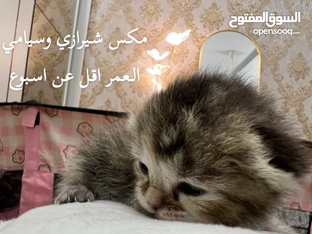 قط شيرازي وسيامي (ذكر عمره لا يقل عن اسبوع)