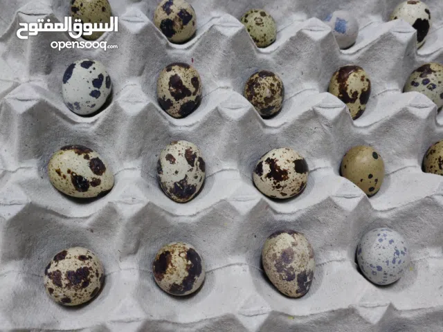 بيض سمان سوبر جامبو مخصب للبيع  صالح للأكل والتفقيس...